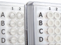 Bild 3 von FrameStar® 384er qPCR-Platte, Skirted, für Roche LightCycler® 480 mit 384er Block, 50 Stück